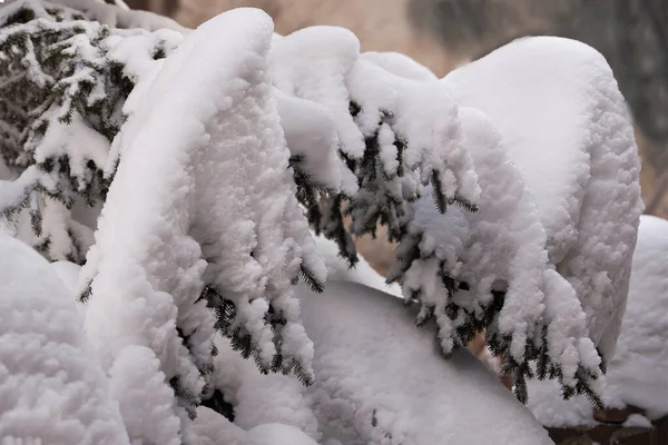 Witte Driften Takken Waren Als Vleugels Van Een Engel Natuurlijke — Stockfoto