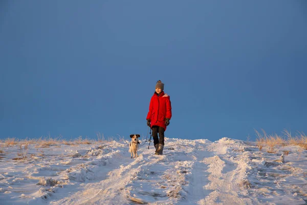 Kışın kırmızı ceketli, gri şapkalı, kışın kar yolunda, tarlada gezen bir kız. Köpekle yürüme konsepti