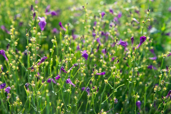 Small Purple Wildflowers Meadow Close Sunny Summer Day Selective Focus — Stock Photo, Image