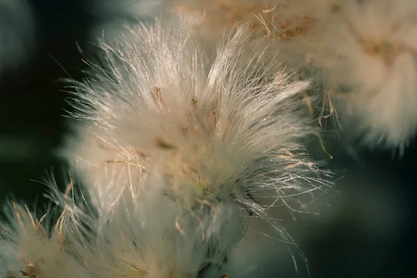 Fondo Abstracto Plantas Esponjosas Cerca — Foto de Stock