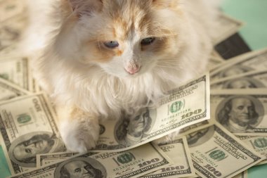 Beyaz tüylü bir kedi pençelerini bir sürü paraya koydu. Beyaz bir kedi ve 100 dolarlık banknotlar. Para kavramı. Paranın iyi şans sembolü.