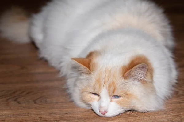 Eine Weiße Flauschige Katze Liegt Auf Dem Boden Das Konzept — Stockfoto