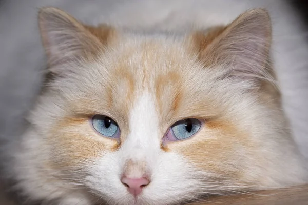 Die Schnauze Einer Weißen Flauschigen Katze Mit Blauen Augen Nahaufnahme — Stockfoto