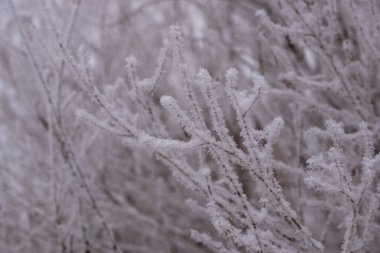 Dallarda buz var. Yakın mesafede. Kış dönemi. Doğa kavramı.