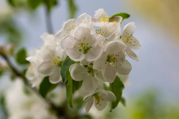 Ein Zweig Mit Weißen Apfelblüten Garten Nahaufnahme Das Konzept Des — Stockfoto