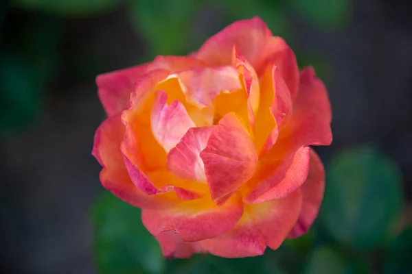 Grande Rosa Vermelha Jardim Foco Seletivo — Fotografia de Stock