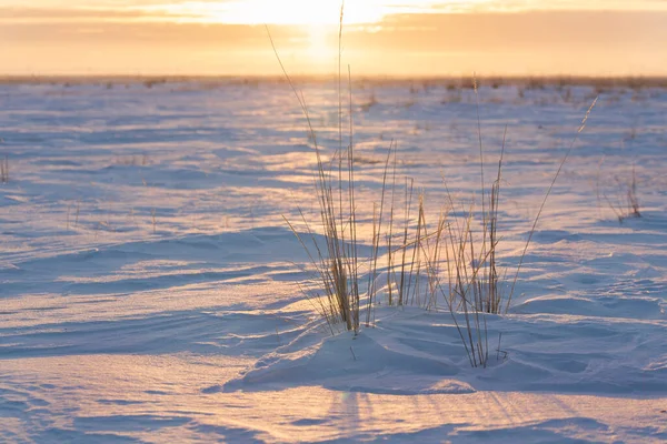 Droog Gras Een Besneeuwd Veld Achtergrond Van Zonsondergang Het Begrip — Stockfoto