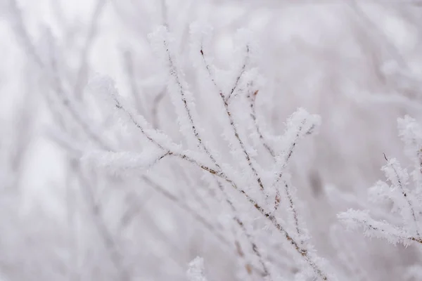 Ramos Árvore Uma Geada Fofa Nevada Fecham Conceito Inverno Inverno — Fotografia de Stock