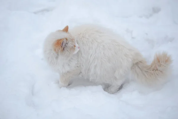 Weiße Flauschige Katze Auf Weißem Schnee Das Konzept Der Haustiere — Stockfoto