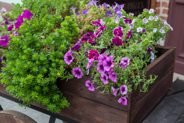 Varietal Purple Petunia Flowers Garden — Stock Photo, Image