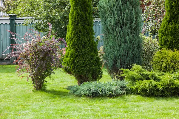 Landscaping Conifers Mix Trees Shrubs — Stock Photo, Image
