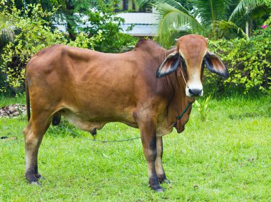 Brahman sığır bahçede