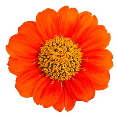 The orange flower clipart