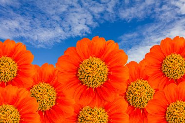The orange flower with blue sky clipart