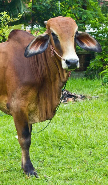 Brahman vee permanent op de werf — Stockfoto