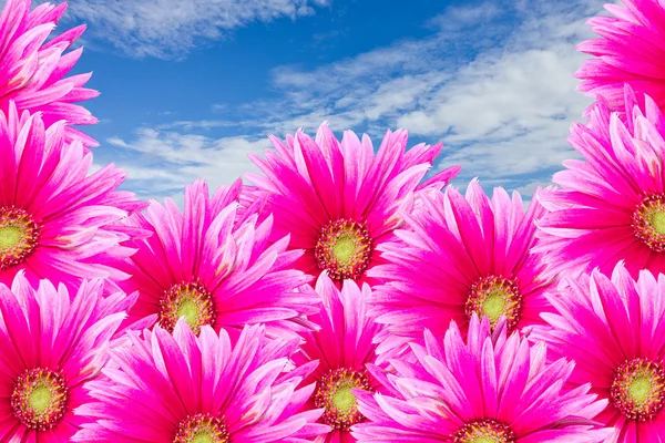 Die rosa Gerbirenblüten mit blauem Himmel — Stockfoto