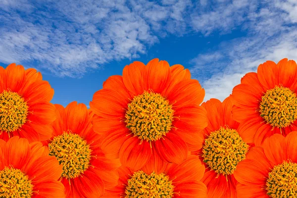 Die orangefarbene Blume mit blauem Himmel lizenzfreie Stockfotos