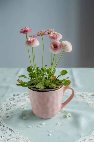 Buquê Flores Margarida Inglesas Uma Xícara Rosa Mesa Com Fundo — Fotografia de Stock