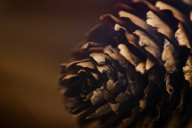 Forest cone bump sequoia arkaplan dokusu makro