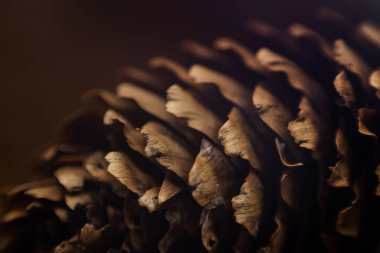 Forest cone bump sequoia arkaplan dokusu makro