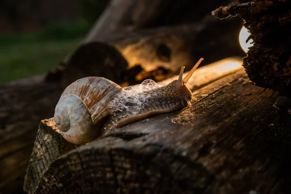雨后在树林里的蜗牛 家庭假期及步行周末 — 图库照片