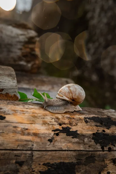 雨の後 森の中でカタツムリ ファミリーバケーションウォークウィークエンド — ストック写真