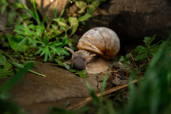 Snail Woods Rain Family Vacation Walk Weekend — Photo