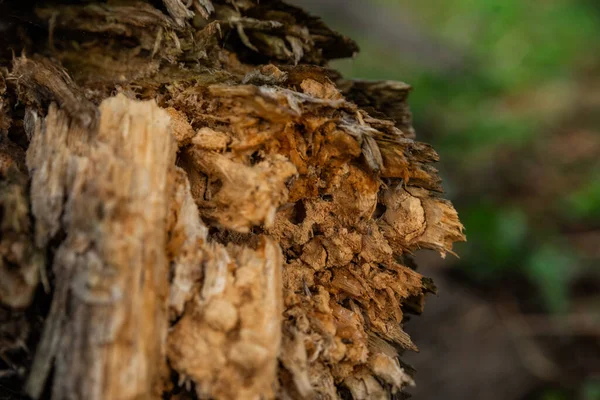 Doku hafif ahşap büyük ağaç kabuğu eski kütük.