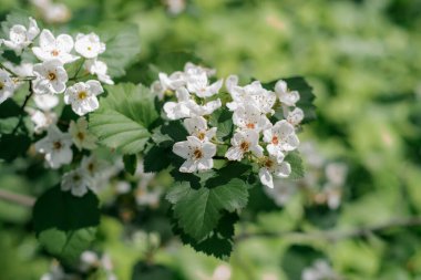 Şakayık çalısı pembedir. Bahar çiçekleri. Bahçıvan ve peyzaj..