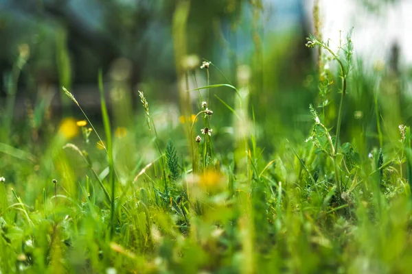 Forest Meadow Fresh Green Grass Dandelions Sunset — Stock Photo, Image