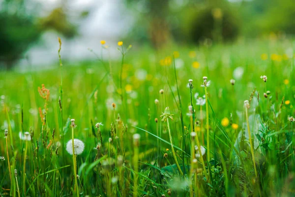 Taze yeşil çimenler ve günbatımında karahindibalar olan orman çayırı..