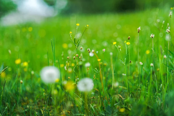 Taze yeşil çimenler ve günbatımında karahindibalar olan orman çayırı..