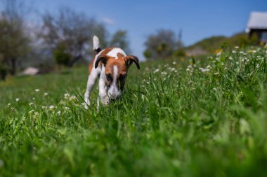 Happy Little Puppy Having Fun on the Backyard. Super Cute Pedigree Smooth Fox Terrier Dog Stands Aware on the Lawn. Sunny Day Outdoors