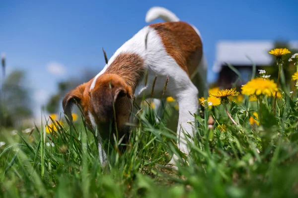 Happy Little Puppy Having Fun Backyard Super Cute Pedigree Smooth — Foto de Stock