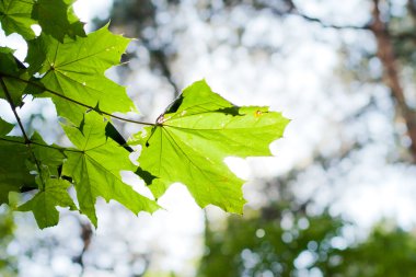 akçaağaç yaprakları 