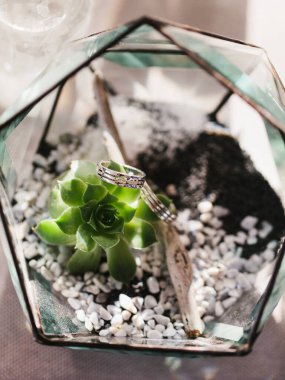 Wedding rings on a twig in a geometric glass florarium with a green succulent.