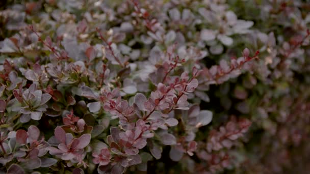 Movimento Lento Berberis Japonês Barberry Ornamental Arbusto Florido Roxo Folhas — Vídeo de Stock