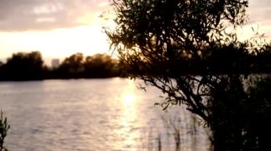 Gölde gün batımı manzarası. Gün batımında gölün kenarında bir ağacın silueti..