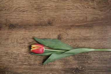 Ahşap zemin üzerinde laleler ve metin için yer var. Üst görünüm.