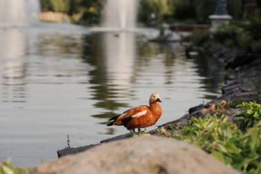 Ördekler gölde yüzer. Güzel doğal manzara, göldeki yaz ördekleri..