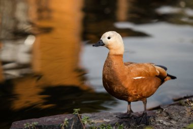 Ördekler gölde yüzer. Güzel doğal manzara, göldeki yaz ördekleri..