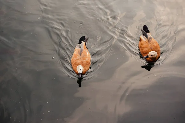 Patos Nadam Lago Bela Paisagem Natural Patos Verão Lago — Fotografia de Stock