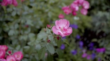 Vahşi mor güller. Pembe gül kalçalar, çiçek, çiçek açan gül kalçalar. Yavaş çekim.
