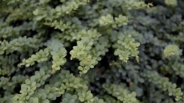 Des Branches Vertes Épine Vinette Branches Avec Petites Feuilles Vertes — Video