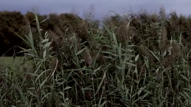 緑の若い葦が川で成長する 水の上に背の高い草 スローモーション — ストック動画