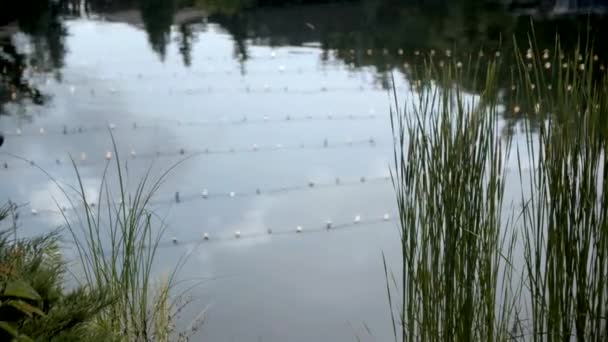 Rozważanie Girlandy Jeziorze Wieczorem Zwolniony Ruch — Wideo stockowe