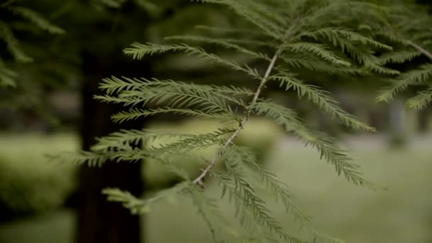 Πράσινο Κλαδί Από Βελόνες Μια Ηλιόλουστη Μέρα Κωνοφόρο Δέντρο Λεπτές — Αρχείο Βίντεο