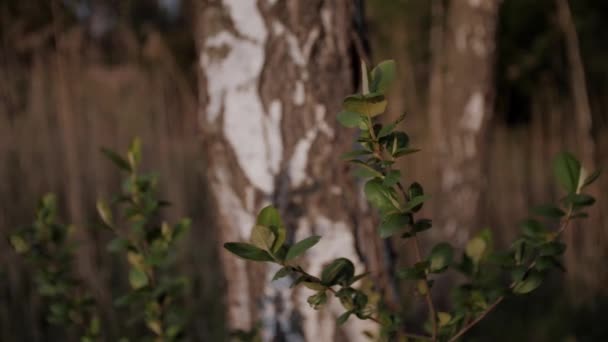 Φρέσκα Νεαρά Φύλλα Φόντο Σημύδας Νεαρά Φύλλα Φύλλα Στον Κλάδο — Αρχείο Βίντεο