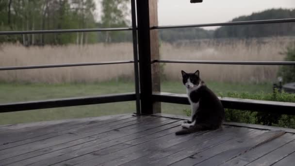 Kucing Tergeletak Teras Teras Teras Kayu Taman Luar Rumah Lantai — Stok Video