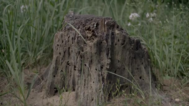 Mrowisko Bagażniku Starego Suchego Drzewa Mrówki Owady Leśnym Stylu Życia — Wideo stockowe